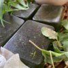 Handmade Soap 6 Neem & Tulsi Handmade Beauty Soap